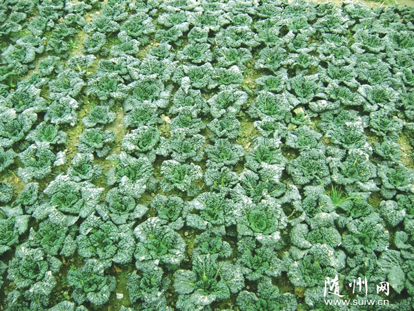 ׌�S�������ࡰ�ߡ��ø��h(yu��n)������δ��쾫Ʒ�_(k��i)�l(f��)�ط��߲�Ʒ��